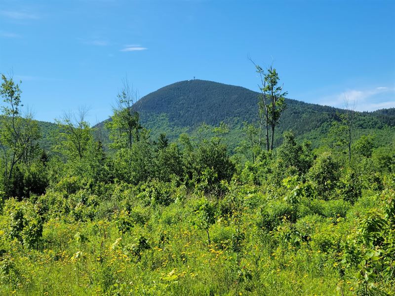 Alder Brook Tract Temple : Temple : Franklin County : Maine