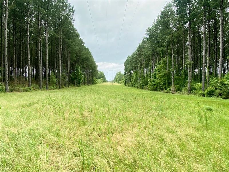 304 Acre Hunting Timber Land for Sa : Liberty : Amite County : Mississippi