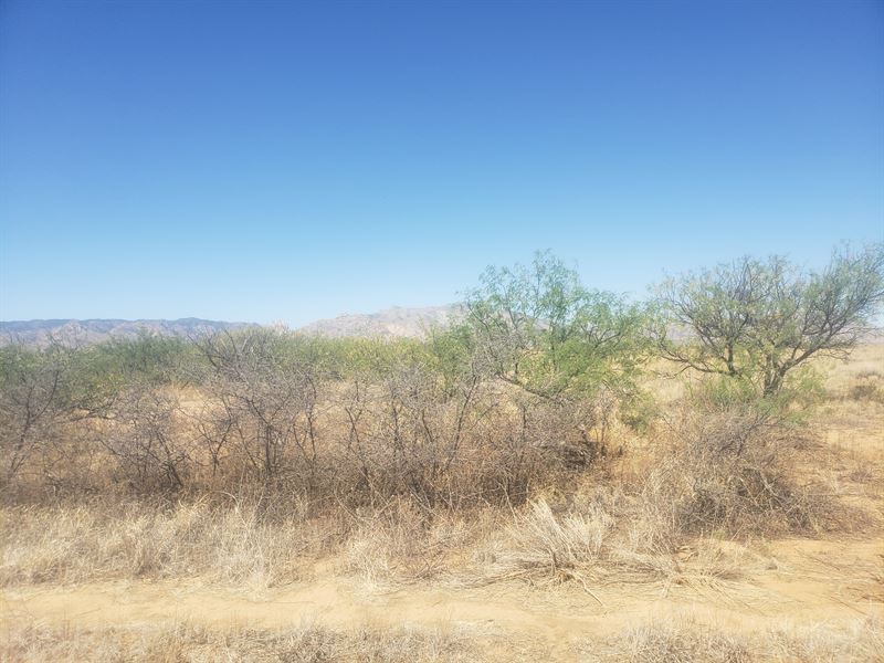 Set Your Sights on Arizona Sun Site : Cochise : Cochise County : Arizona