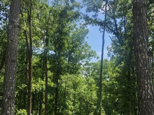 White Oak Ridge : Trafford : Blount County : Alabama