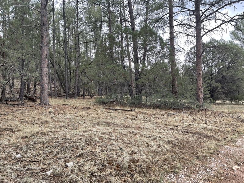 1.08 Ac with Tall Trees & Privacy : Timberon : Otero County : New Mexico