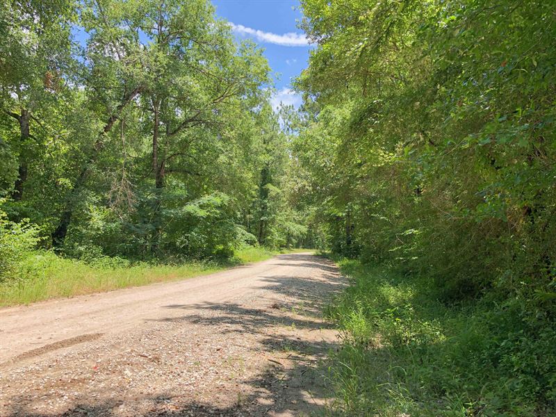 827 Acres, Rosenwall Road : Huntsville : Walker County : Texas