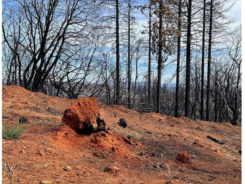 99+ Acres in Berry Creek : Berry Creek : Butte County : California