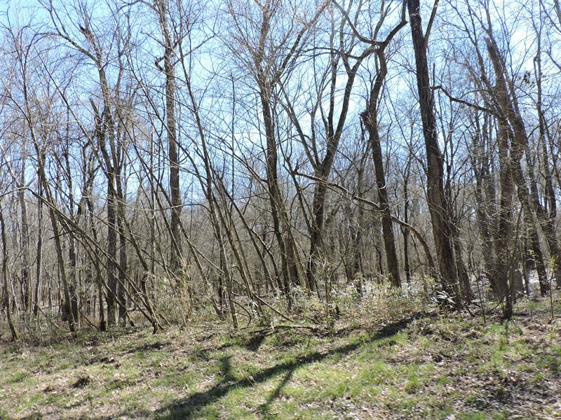 Hunting Land in Lawrence County, AR : Lynn : Lawrence County : Arkansas