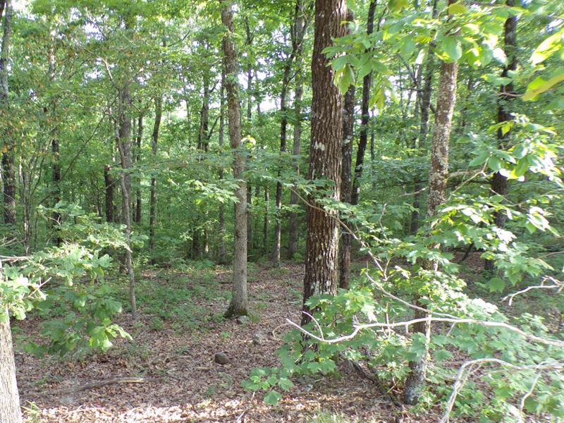 Live Your Dream On 10 Ac Land : Kingston : Madison County : Arkansas