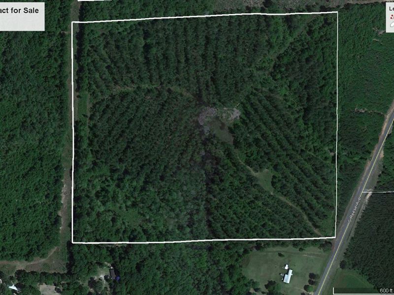 Large Property with Trees : Elba : Coffee County : Alabama