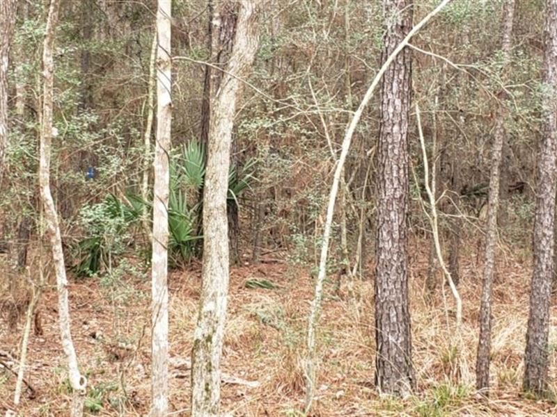 149.8 Private Acres East Texas : Devers : Liberty County : Texas