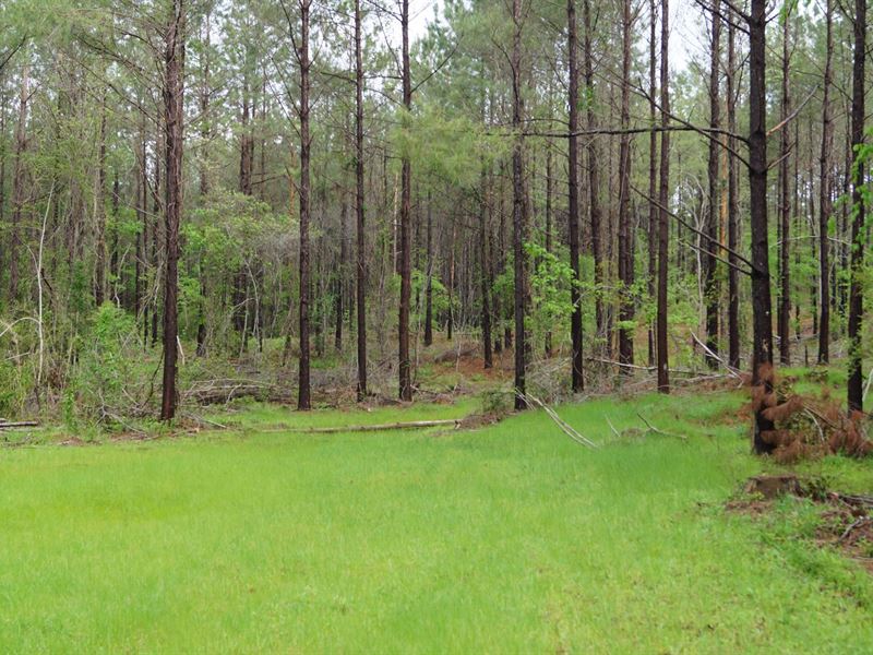 675.65 Acres in Florence, Mississippi : Florence : Simpson County : Mississippi