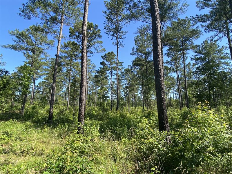 Land for Sale Near West Point Lake : Lanett : Chambers County : Alabama