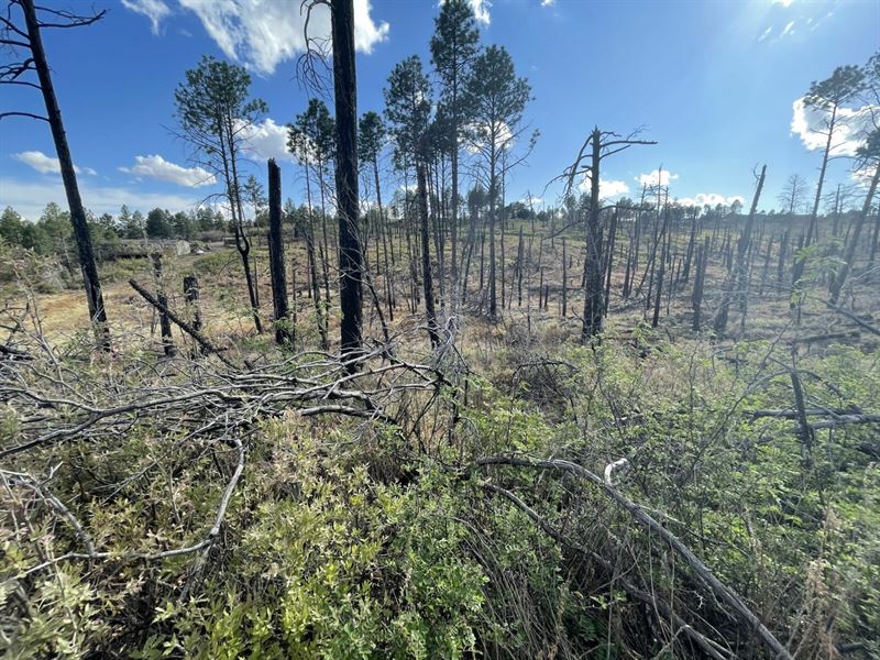 .61 Acre with Trees, Power, & Water : Timberon : Otero County : New Mexico