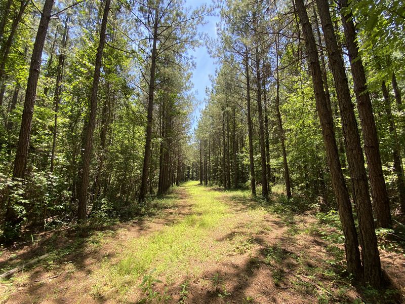 Land for Sale Near Opelika, AL : Salem : Lee County : Alabama