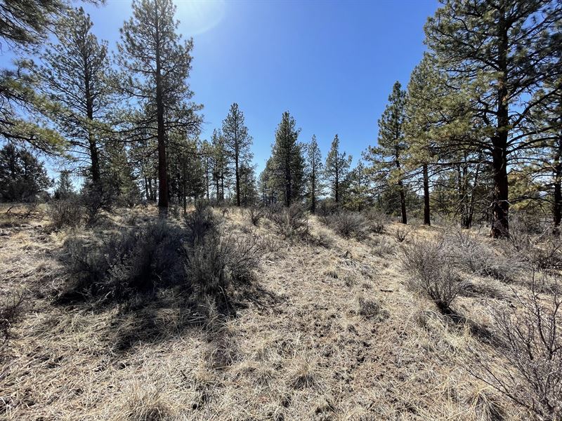 Treed Private Valley Parcel in OR : Beatty : Klamath County : Oregon