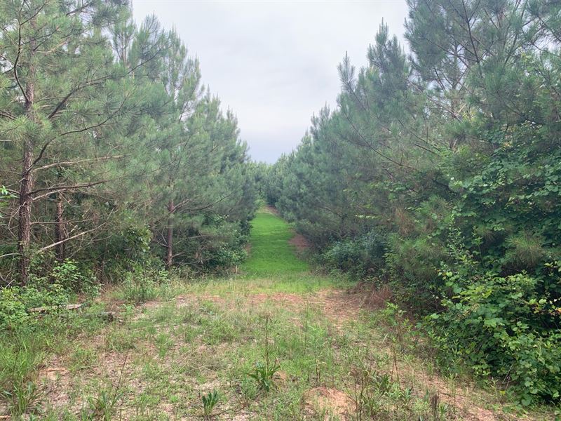 Fayette Alabama 115 Acres : Fayette : Fayette County : Alabama