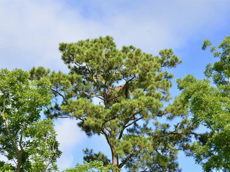Bobby's Eagle Nest : Whigham : Grady County : Georgia