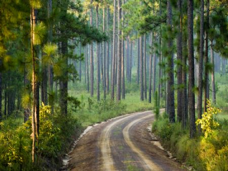 Longpine Plantation : Thomasville : Thomas County : Georgia