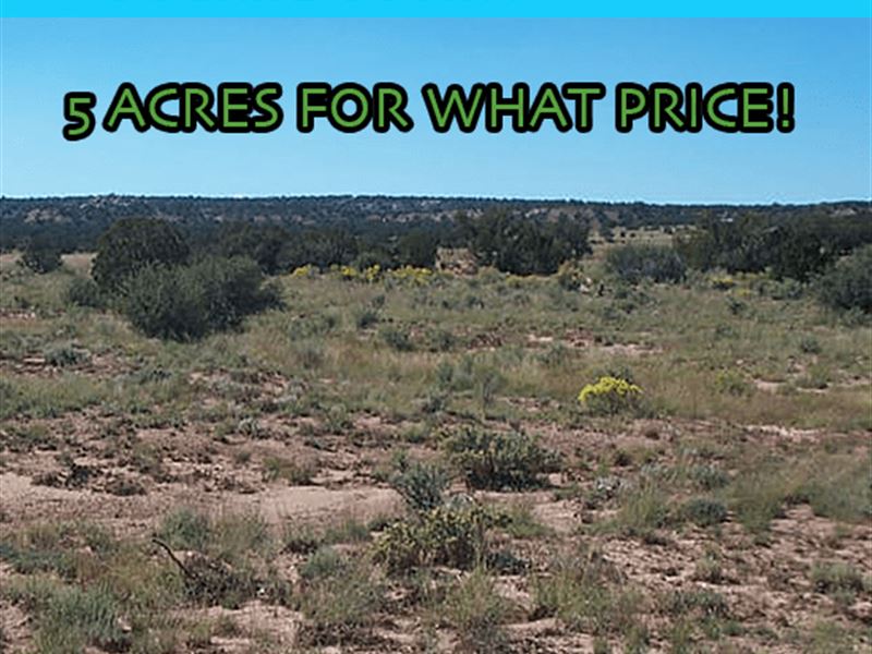 Settle in Southern Arizona : Mc Neal : Cochise County : Arizona