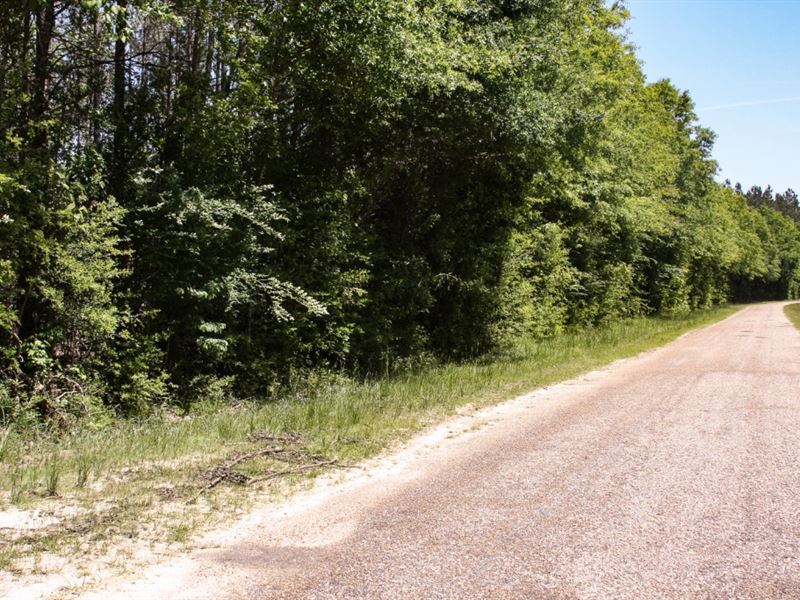 $5,000 Down, Quiet Country Road : Pine Grove : Saint Helena Parish : Louisiana