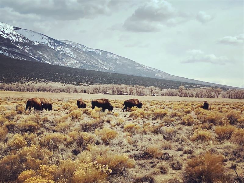 See The Sand Dunes and Mt. Blanca : Mosca : Alamosa County : Colorado