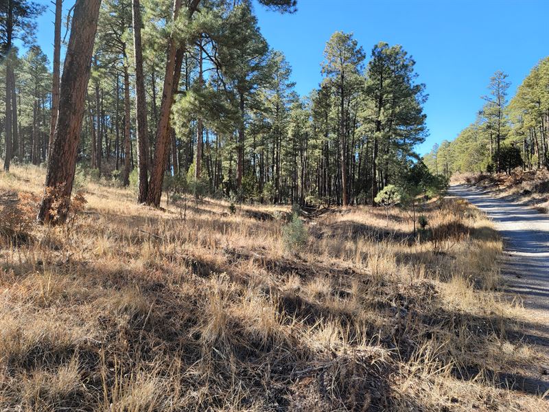 Private Tree-Filled Mountain Land : Timberon : Otero County : New Mexico