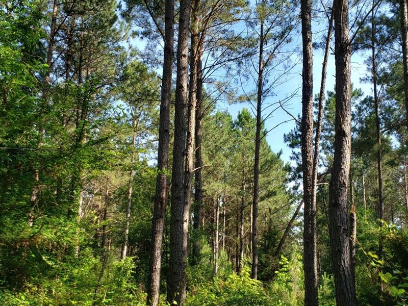 Lowndesville Woodland : Lowndesville : Abbeville County : South Carolina