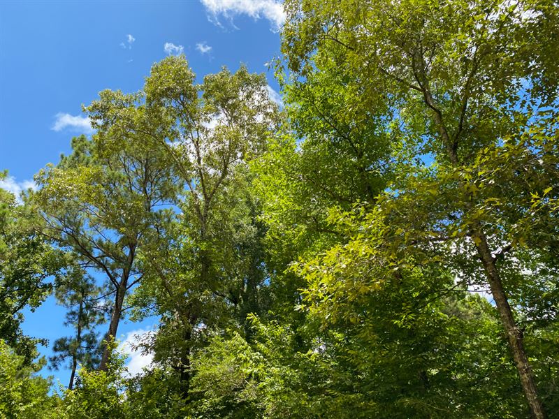 13.6 Acres 9F Trinity Forest IX : Trinity : Trinity County : Texas