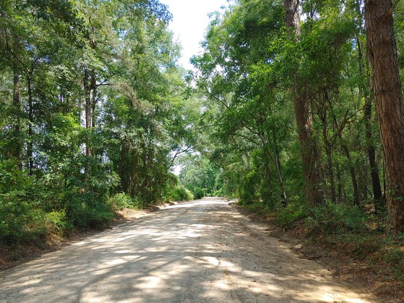 Flint River Basin Trophy Deer Tract : Oglethorpe : Macon County : Georgia