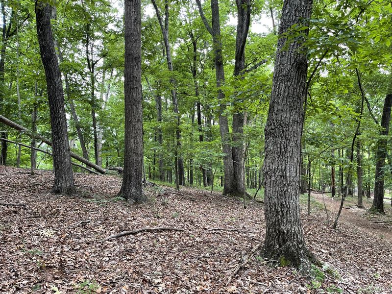 11 Acres Hall County, GA : Gainesville : Hall County : Georgia