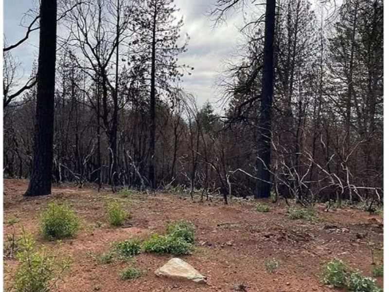 99+ Acres in Berry Creek : Berry Creek : Butte County : California