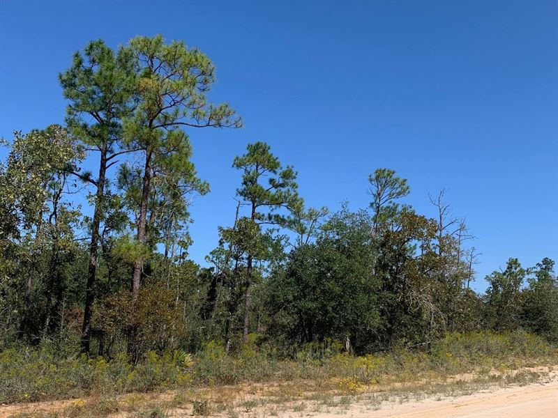 1.18 Acres for Sale in Alford, FL : Alford : Jackson County : Florida