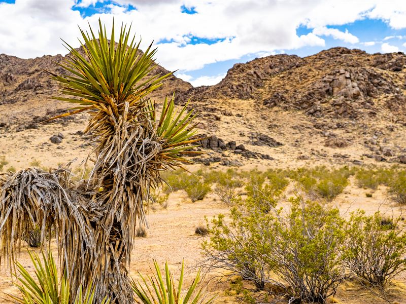 Tranquil 40 Acre Parcel : Lucerne Valley : San Bernardino County : California