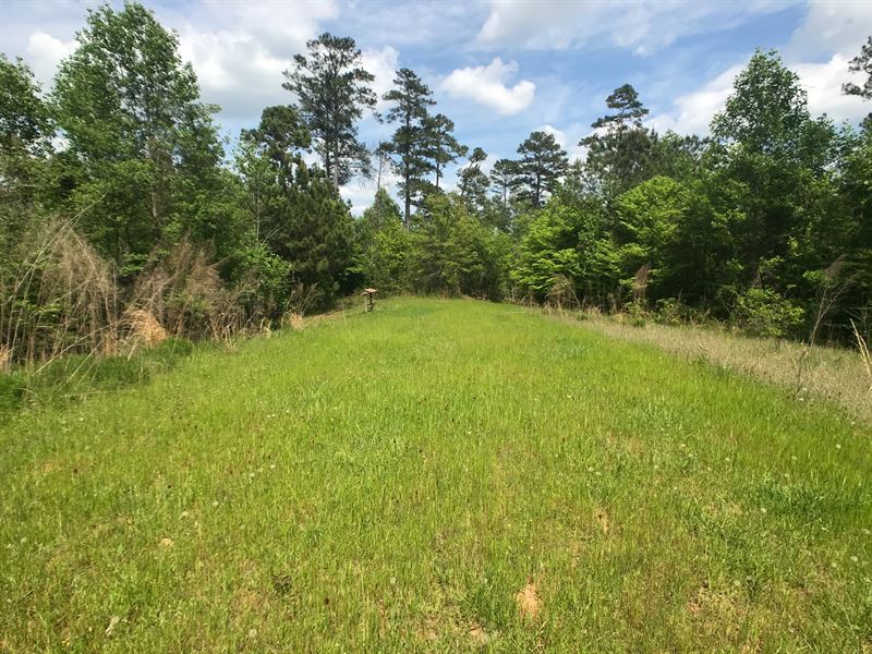92 Acres, Trails, Creek, Hunting : Pell City : Saint Clair County : Alabama