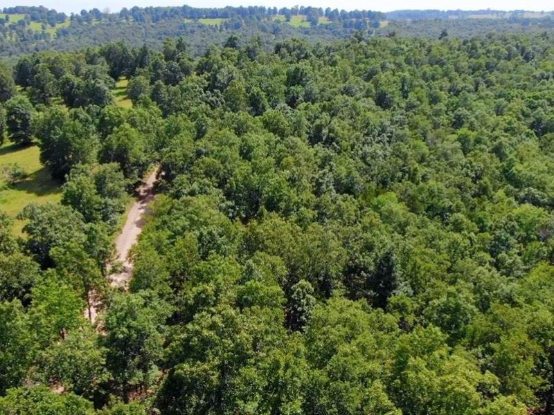 Nicely Wooded, Amazing Ozarks : Ozark : Ozark County : Missouri