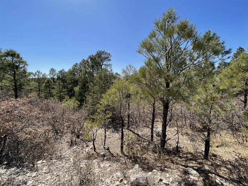 Get Back to Nature : Timberon : Otero County : New Mexico