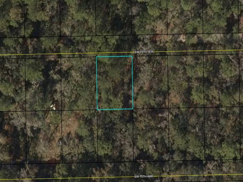 Suwannee River Campsite Near River : Jasper : Hamilton County : Florida