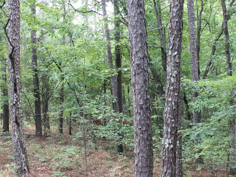 Great Homesite in Pine Level, AL : Pine Level : Autauga County : Alabama