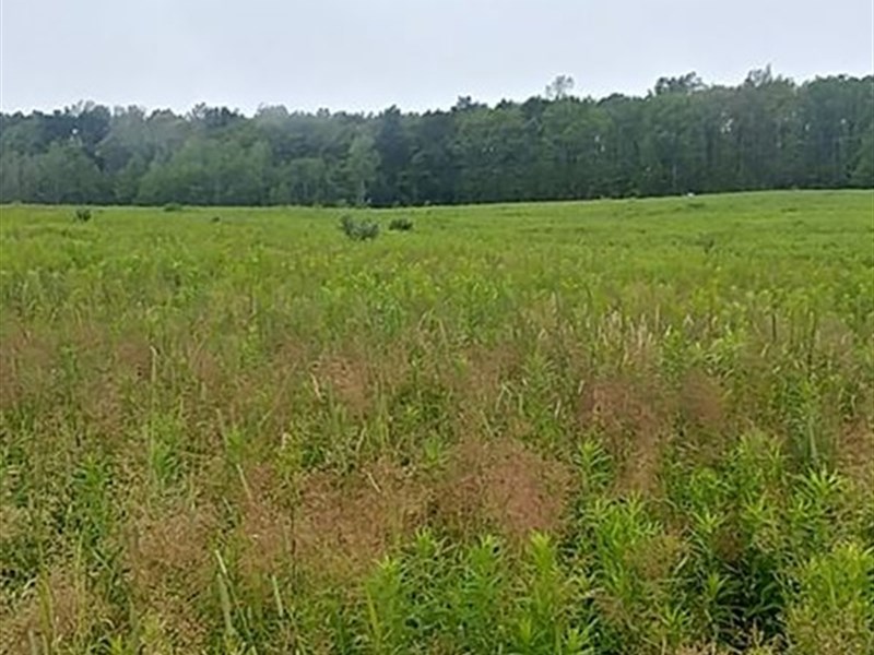 Partially Wooded with Sunrise Views : Hector : Schuyler County : New York