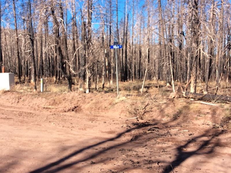 Corner Lot with Power In CO : Fort Garland : Costilla County : Colorado