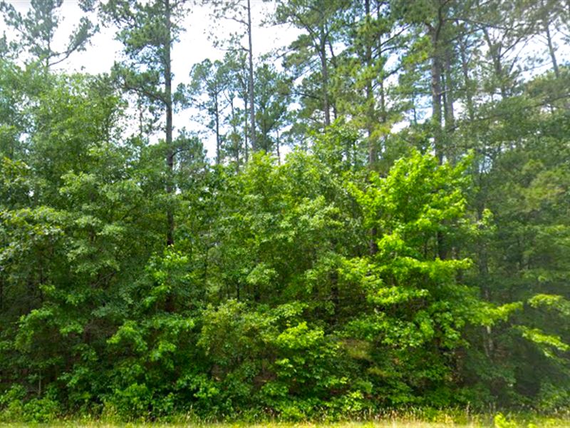 Secluded Wooded Lot, Fsbo : Rockingham : Richmond County : North Carolina