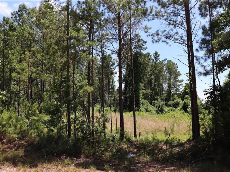 6 Acre Mini Farm : Auburn : Lee County : Alabama