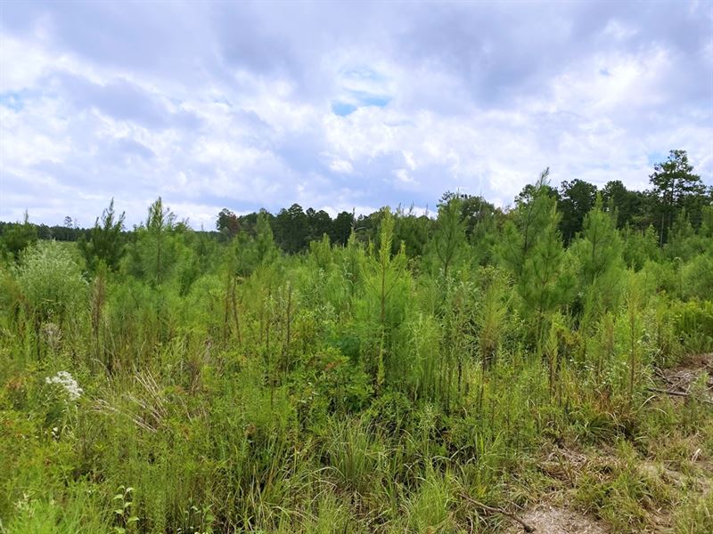 418 Acres Hunting Timberland for Sa : Liberty : Amite County : Mississippi