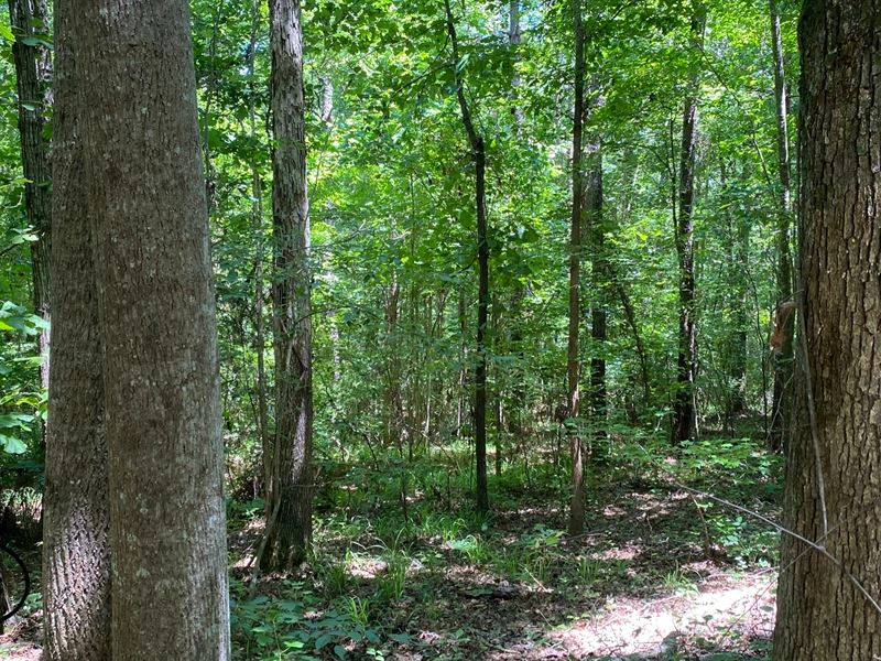 Hunting / Timber Investment : Greensboro : Hale County : Alabama