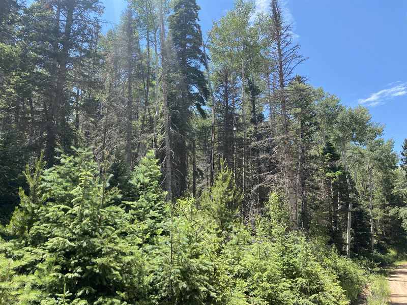 Tall Tree Mountain Hideaway : Fort Garland : Costilla County : Colorado