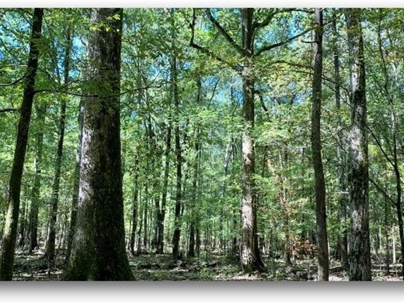 82.59 Acres in Oktibbeha County : Starkville : Oktibbeha County : Mississippi