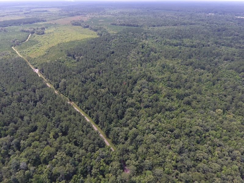 McArn Road Tract : Ridgeville : Dorchester County : South Carolina