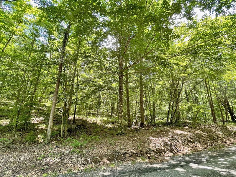 Camp Branch Road Tract 2 : West Blocton : Bibb County : Alabama