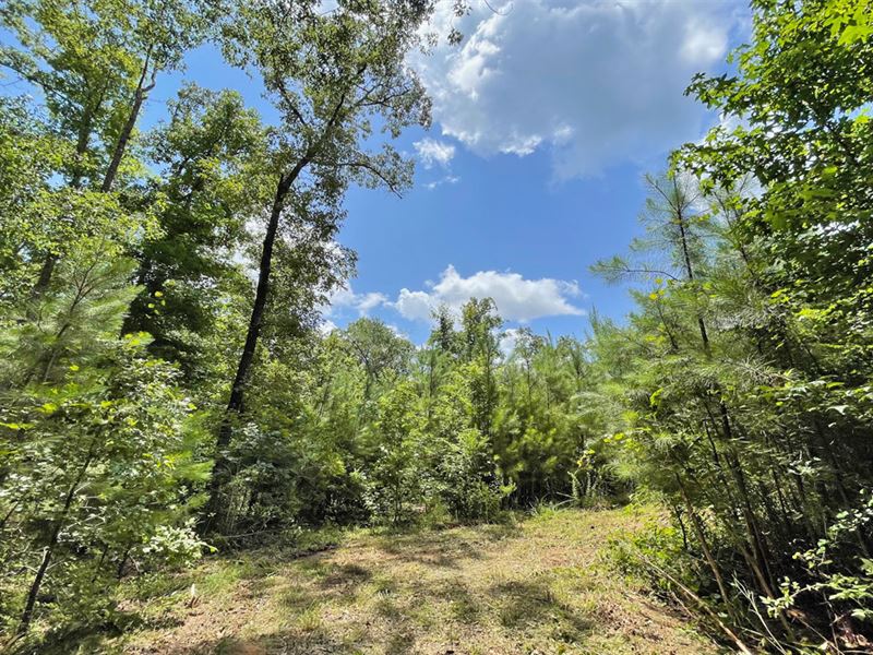 Camp Branch Tract 6 : West Blocton : Bibb County : Alabama