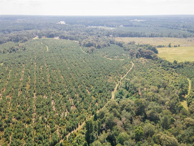 Friendship Pines, Tract 4 : Sylvania : Screven County : Georgia