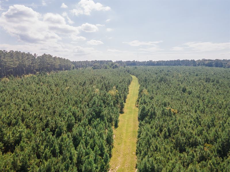 Friendship Pines, Tract 5 : Sylvania : Screven County : Georgia