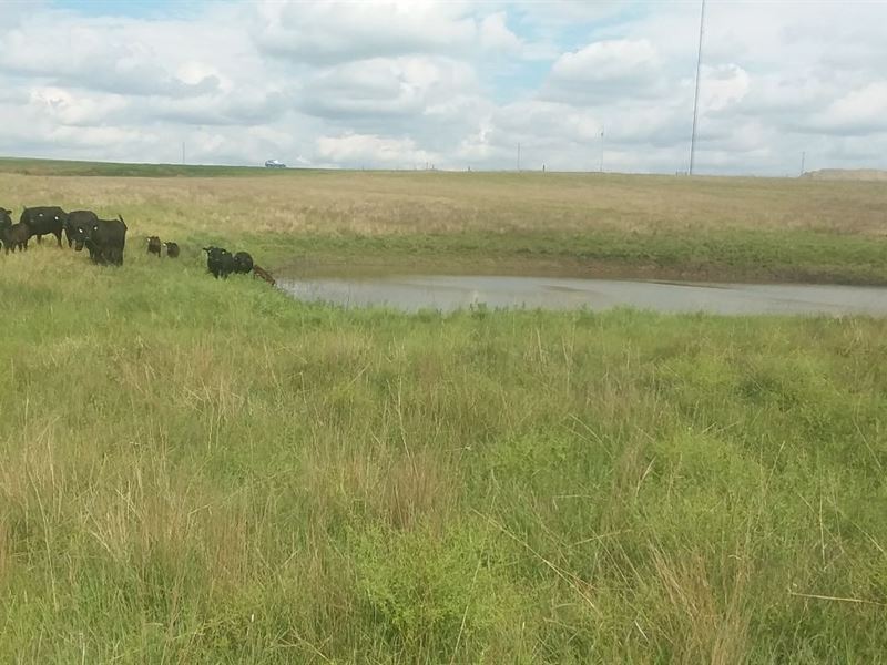 75 Acres of Grassland : Rush Center : Rush County : Kansas
