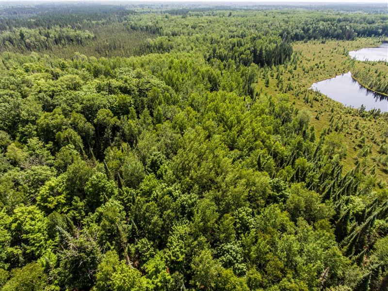 Amazing Northwoods Lakefront Lot : Presque Isle : Vilas County : Wisconsin